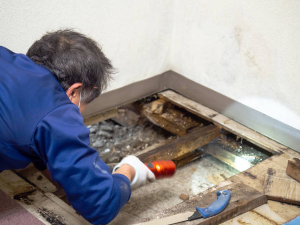 Enderlin, ND Mold Removal Company