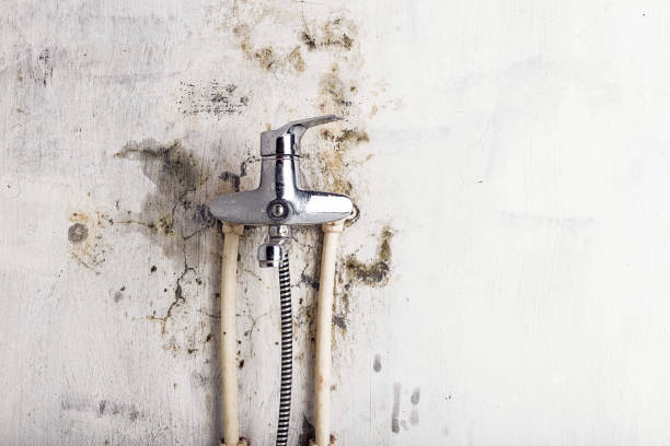 Best Certified Mold Removal  in Eerlin, ND