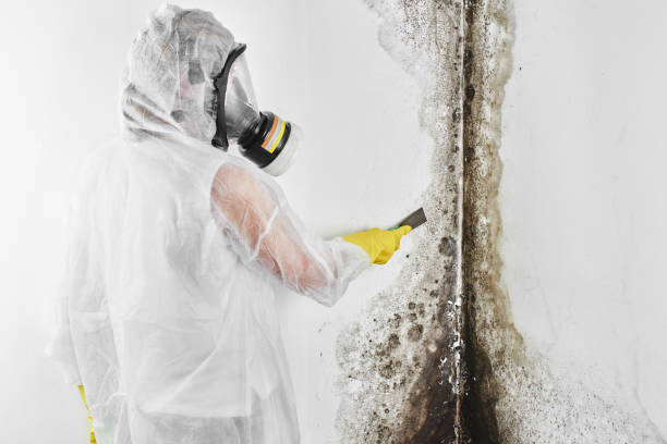 Best Professional Mold Removal  in Eerlin, ND
