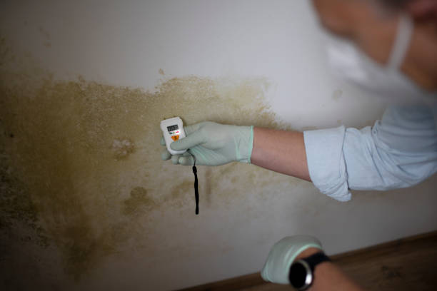 Best Best Mold Removal Companies  in Eerlin, ND