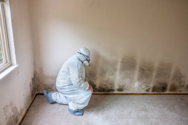 Best Mold Removal and Inspection  in Eerlin, ND