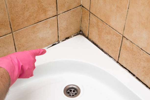 Best Certified Mold Removal  in Eerlin, ND