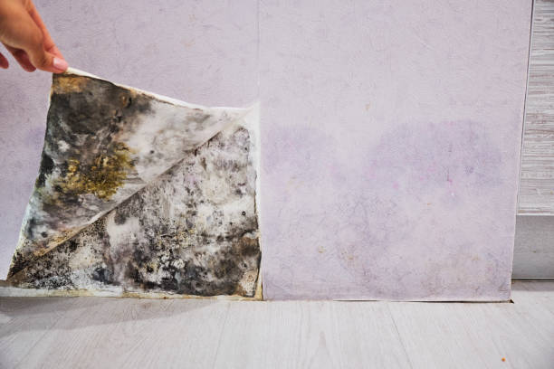 Best Best Mold Removal Companies  in Eerlin, ND